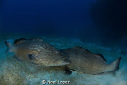 black groupers in a territorial fighting.nikon D800E, tok... by Noel Lopez 
